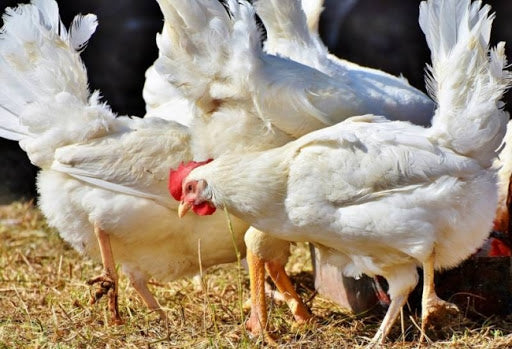 為何「更多的空間飼養」雞肉更健康？